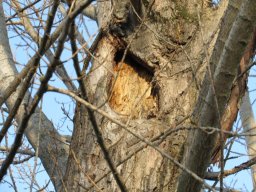 Potatura degli alberi SBAGLIATA